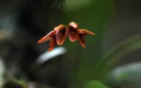 Bulbophyllum petiolare Thwaites